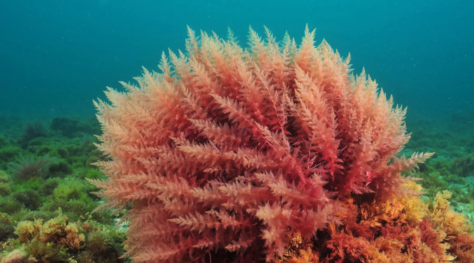 Red Algae in the ocean